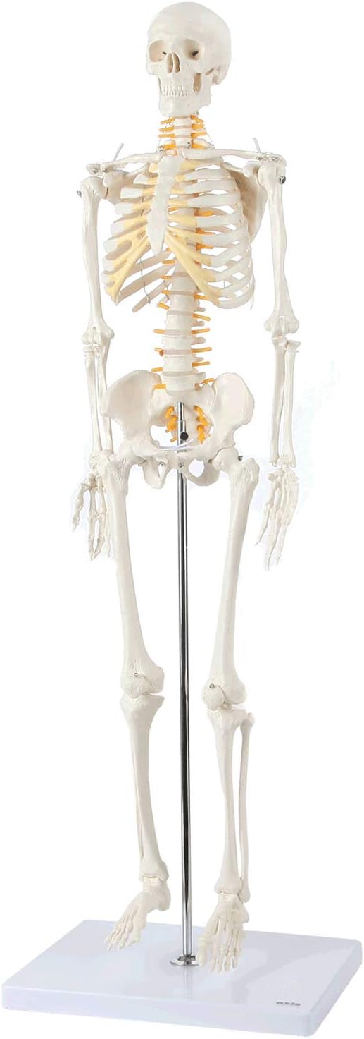 Axis Scientific Mini Human Skeleton Model with Metal Stand