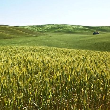SeedRanch Atlantic Barley Seed - 1 Lb.