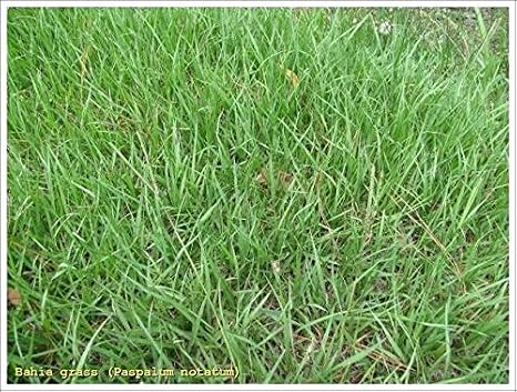 SeedRanch Pensacola Bahia Grass Seed - 50 Lbs.