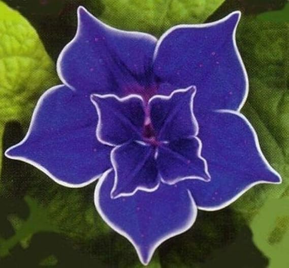 Morning Glory Blue picotee 5 seeds Easy Grow Rare Gorgeous