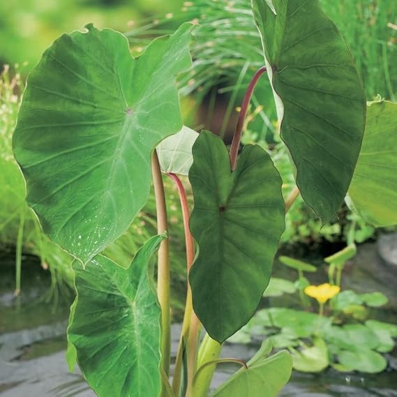 Elephant Ears (Colocasia Esculenta) 15 Bulbs by Greenhouse PCA | Bold Tropical Landscape Effect.