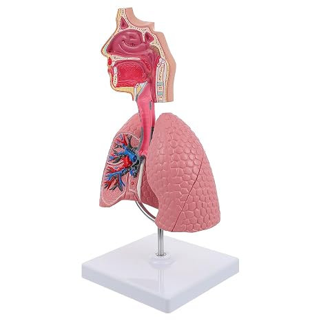 4D Model, Teaching Respiratory Lung Model with Head and Lungs, Hands-On 3D Model Study Tools for Anatomy and Physiology Students Display Teaching Tool