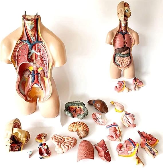 Human torso teaching tool anatomy model multi-organ unisex body skeleton life-size medical education(28cm)