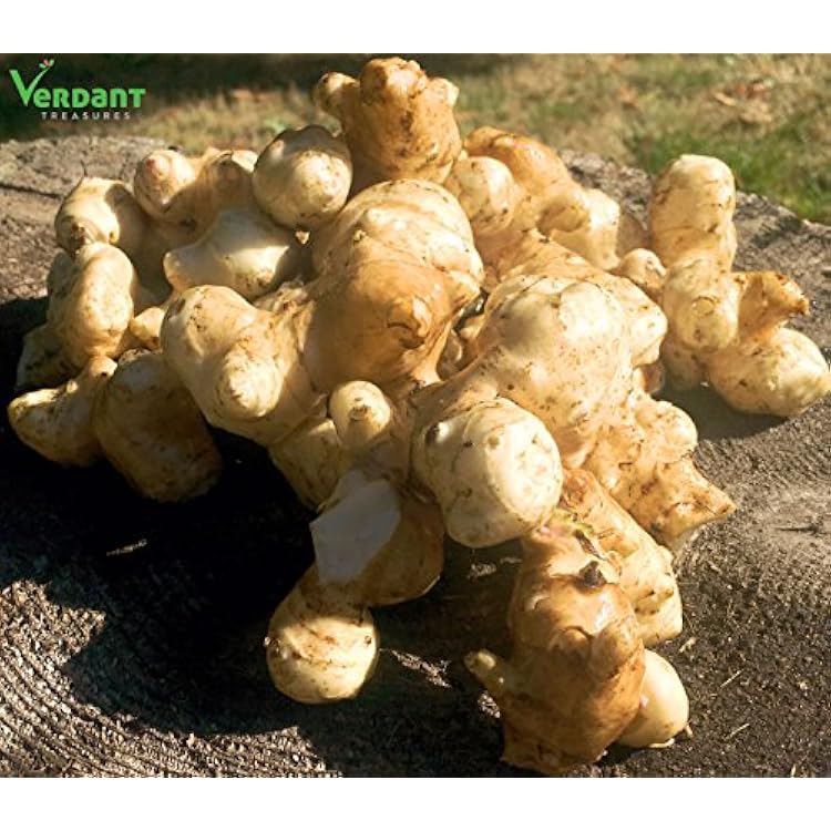 1 LB Beyond Organic Jerusalem Artichoke Tubers Sunchokes by Verdant Treasures