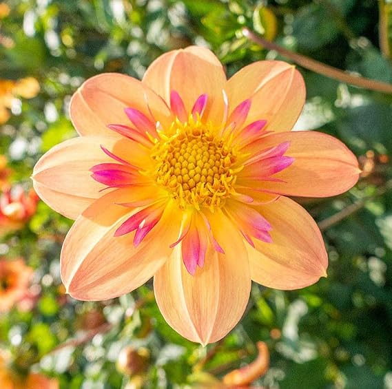 Votaniki Kelsey Annie Joy Dahlia - Pink & Yellow Collarette Dahlia Bulbs | Larger Bloom Dahlia Bulbs for Planting (2 Pack)