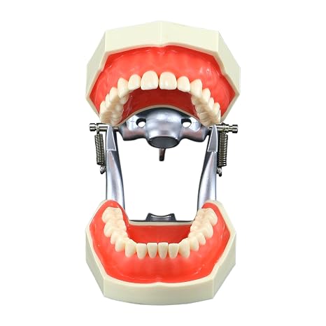 Dental Typodont Teeth Model 28Pcs Removable Practice Filling Soft Gingivae Fit Kilgore Nissin 500 Type Teaching Study Training (M8011)
