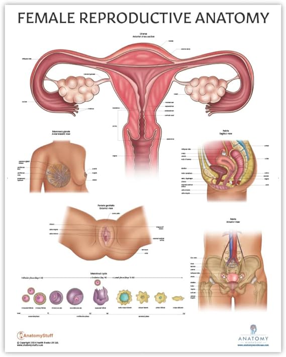 Anatomy Lab Human Female Reproductive System Anatomy Poster
