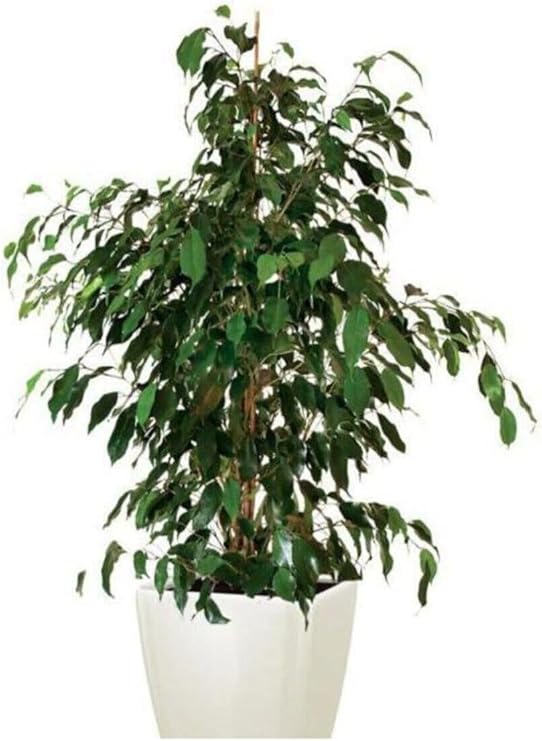 Videolu 1 Adet Benjamin Çiçeği Fidanı 55-60 Cm Saksılı Çiçekli Bodur Bitkiler Ficus Benjamina