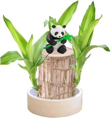 kuker Brazilian Wood, Mini Brazil Lucky Wood, Brazilian Lucky Wood Hydroponic C