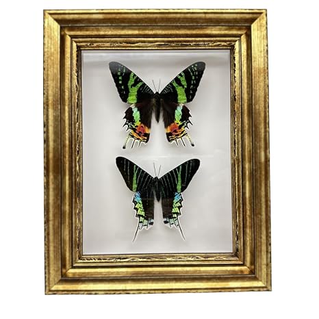 Real Framed Butterfly Moth Specimens,Various Moth Butterfly Specimens (Two Sunset Moth)
