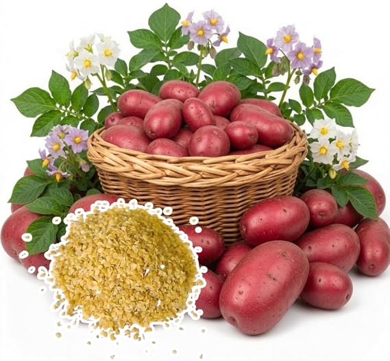 60 Red Potato Seeds
