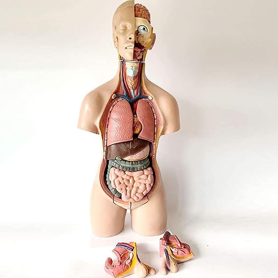 Human anatomy model for men and women, 55 cm chest, internal organs, torso, body