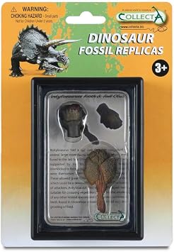 CollectA Prehistoric Life Tooth & Tail Club of Ankylosaurus in Display Case - Paleontologist Approved Dinosaur Fossil Replica