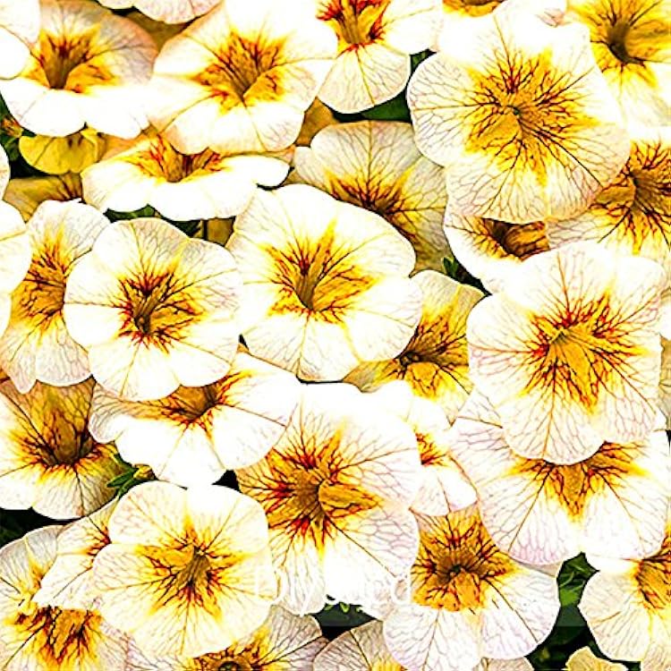 100pcs White Yellow Calibrachoa Flower Seeds Generic