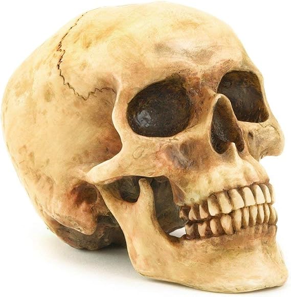Grinning Highly Realistic Replica Human Skull Statue Home Decor 6.5x4.25x4.6"