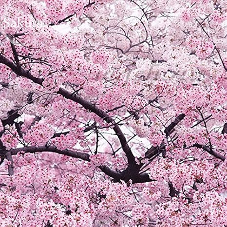 10 Japanese Pink Cherry Plum Blossom Sakura Tree Seeds - Winter-Hardy by Pretty Wild Seeds