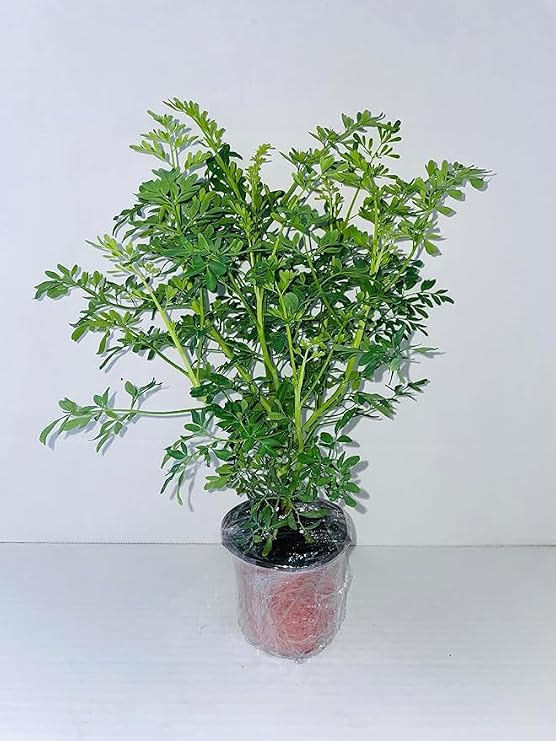 Ruda/Rue Full Plant with Root