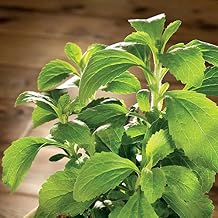 Park Seed Sugarleaf Organic Stevia Seeds, Pack of 50 Seeds