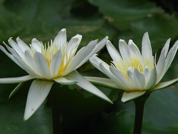 Lincsplants - Nymphaea 'Gladstoniana'-Potted