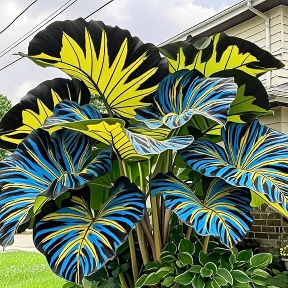 Elephant Ear Bulb for Bold Leaf Visual Impact in Backyard Design