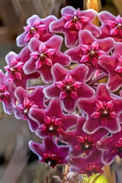 Hoya Mum Çiçeği Özel Kırmızı 10-15 cm