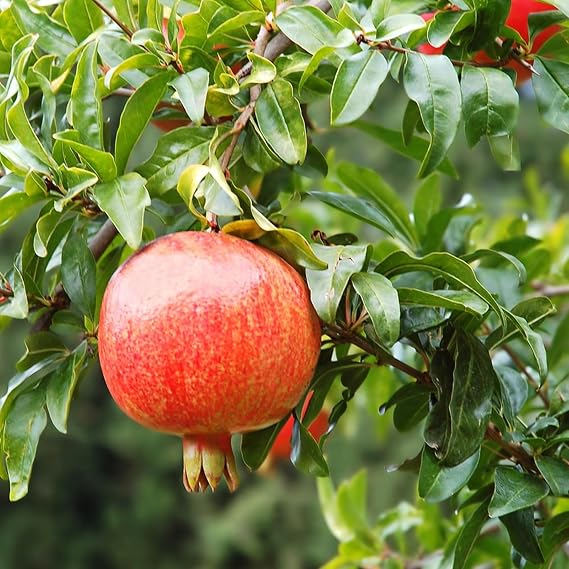 Pomegranate Tree, Excellent Display,Natural Organic, Good for Containers,Greening Flower-3 Roots
