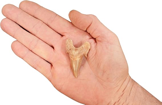 Shark Tooth 1 1/2" Morocco Fossil Raw Rock Mineral Third | Fossil sharks tooth is used to enhance telepathic communication between this present reality and prior worlds.