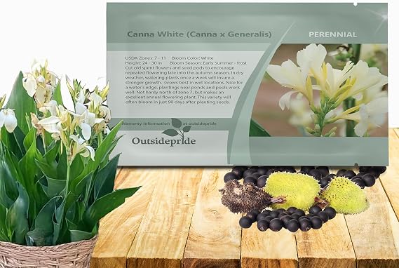 Outsidepride White Canna Lily Flower Seeds - 10 Pcs Perennial Seeds for Planting Outdoors with Colorful Blooms for Cut Flowers, Tropical & Water Gardens, Borders, Poolside Planting