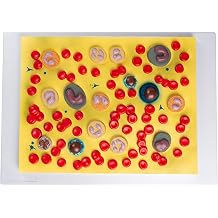 Teaching Display Model, Human Blood Cells Relief Model, Anatomically Accurate, with Clear Numerical Identification