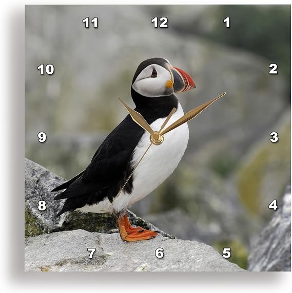 3dRose DPP_90739_2 Atlantic Puffin Birds, Machias Seal Isl, ME - US20 KRS0013 - Keith and Rebecca Snell - Wall Clock, 13 by 13-Inch