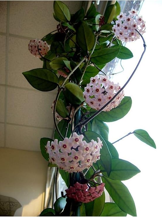 Mum Çiçeği (Hoya Carnosa) Askılı Saksıda, 20 cm Saksı Çapı