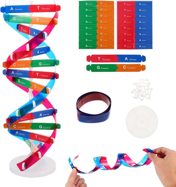 NUOBESTY DNA Model Kit Double Helix Structure Model 13 in
