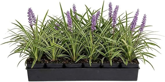 18 Pack - Liriope 'Variegated' Grass