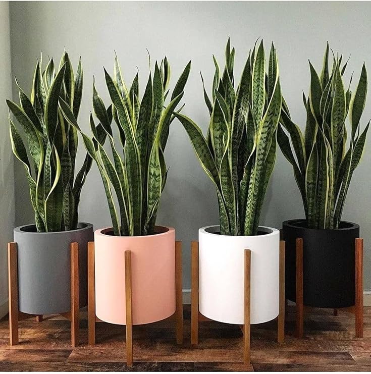 Sansevieria Paşa Kılıcı Peygamber Kılıcı Canlı İç Mekan Bitkisi