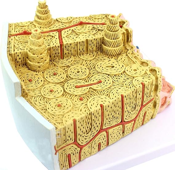 Educational Model Human Bone Structure Model Bone Marrow Structure Magnification Model Human Bone Marrow Micro Structural Anatal Model,Medical Models