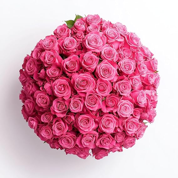 GlobalRose Fresh Cut Hot Pink Roses - 250 (20 Bundles of 25) Fresh Bouquet for Birthday
