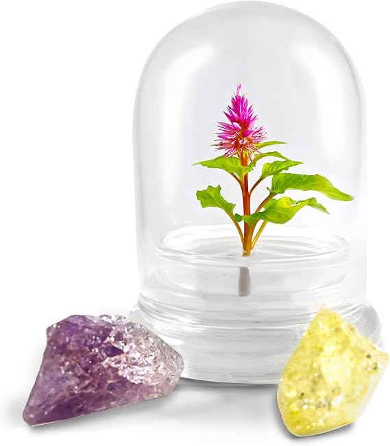 BLOOMIFY Celosia Flower Terrarium, Zero Care, Cockscomb, 4" Jar