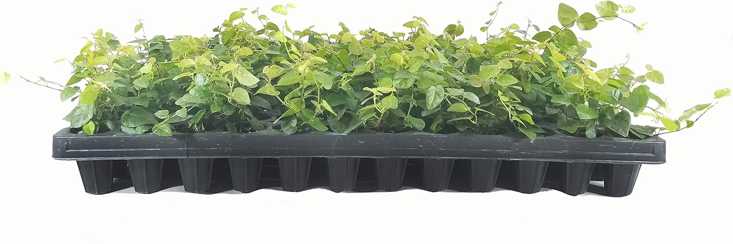 Creeping Fig Plant Ficus Pumila Climbing Vine - 30 Live Fully Rooted Plants