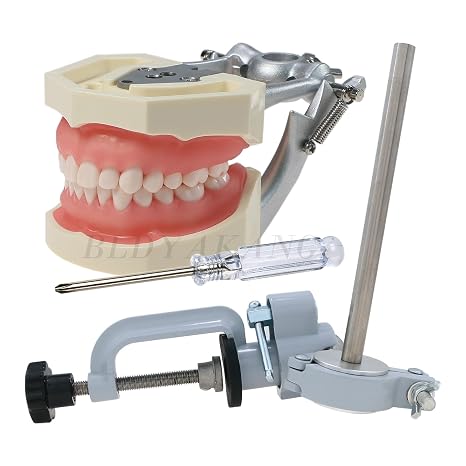 Dental Typodont Teeth Model with Mounting Pole 28 Removable Teeth Model (M8011 & Mounting Pole)