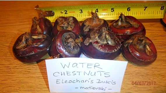 Water Chestnuts 16 Bulbs (Eleocharis dulcis), Sweet, Edible