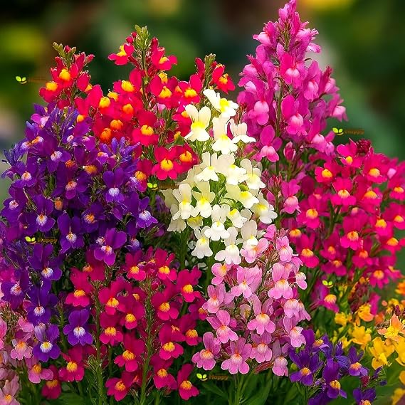 15,000 Toadflax Seeds – Linaria maroccana – Baby Snapdragon Mixed Flowers – Rockery & Cottage Garden Annual – Free Plant Tag