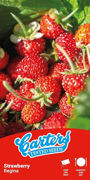 Carters Strawberry Regina Seeds – Alpine Strawberry Seeds for Garden, Pots & Containers – Sweet, Prolific Fruit, Easy to Grow, High Germination, 100 Seeds