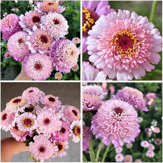 50+Perennial Zinderella Peach Seeds for Planting Outdoor-Non-GMO Heirloom Zinnia Seed Disease Resistant Attracts Butterflies