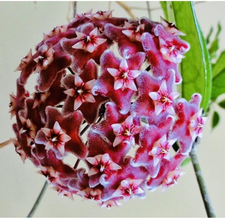 Hoya Pubicalyx 30-40cm Boyunda Kokulu Mum Çiçeği Bitkisi