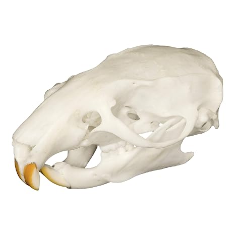 Skulls Unlimited Real Rat Skull Model Animals Specimen for Science Education B Quality Large