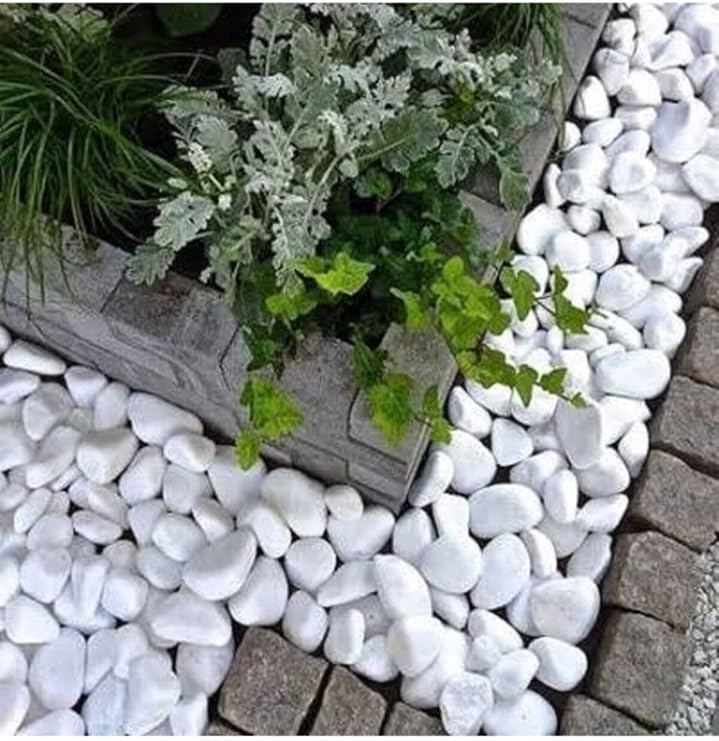 Asenya Beyaz Dolomit Taş 10 Kg 4-6 Cm Dekoratif Taş Bahçe Süs Taşı Doğal Dere Çakıl Taşı