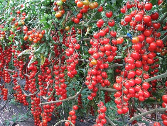 Seeds Vine Tomato Tall Grape Heirloom Vegetable Non GMO