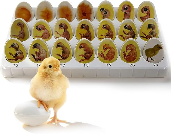 Chick Life Cycle Exploration Set Biological Teaching Model Chick Embryo Growth Model Hatching Development Process Biological Teaching Model