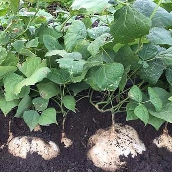 CHUXAY GARDEN Jicama Seed 100 Seeds Edible Mexican Turnip Heirloom Food Crop Non-GMO Vegetable Survival Gear Food Seeds