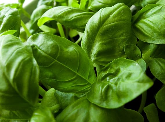 Basil Herb Seeds- Italian Large Leaf- 300+ Seeds